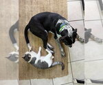 Small #3 Lab-Pointer