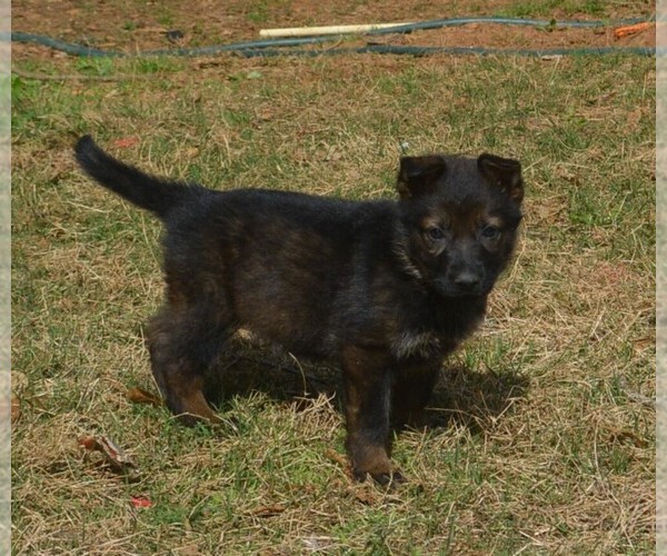 Medium Photo #1 German Shepherd Dog Puppy For Sale in POWDER SPRINGS, GA, USA