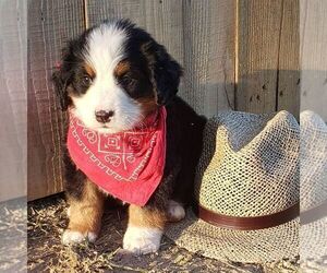 Bernese Mountain Dog Puppy for sale in KUTZTOWN, PA, USA