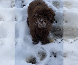 Poodle (Toy) Puppy for sale in WALDORF, MD, USA