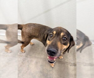 German Shepherd Dog Dogs for adoption in Temple, TX, USA