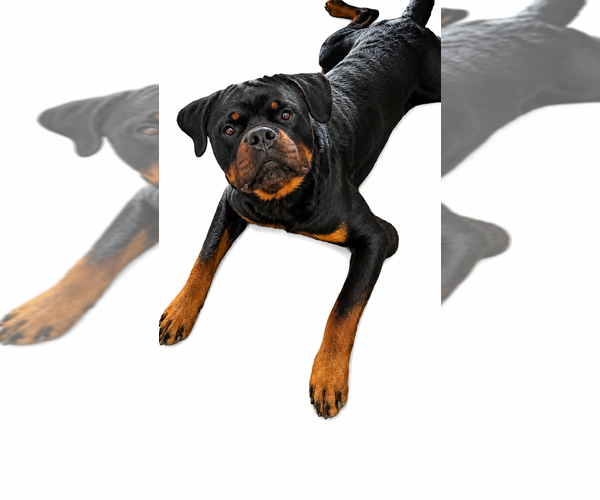 Medium Photo #4 Rottweiler Puppy For Sale in Gilbert, AZ, USA