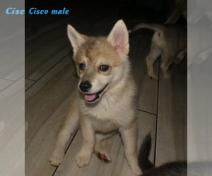 Medium Alaskan Klee Kai-Shiba Inu Mix