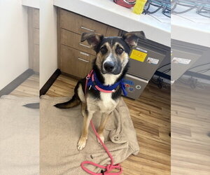 German Shepherd Dog-Unknown Mix Dogs for adoption in Rowlett, TX, USA