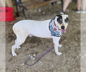 Smudge - Male American Staffordshire Terrier-Labrador Retriever Mix Dog for Adoption - Photo #3