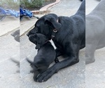 Small Photo #13 Labrador Retriever Puppy For Sale in COLFAX, CA, USA