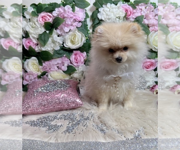 Medium Photo #97 Pomeranian Puppy For Sale in HAYWARD, CA, USA
