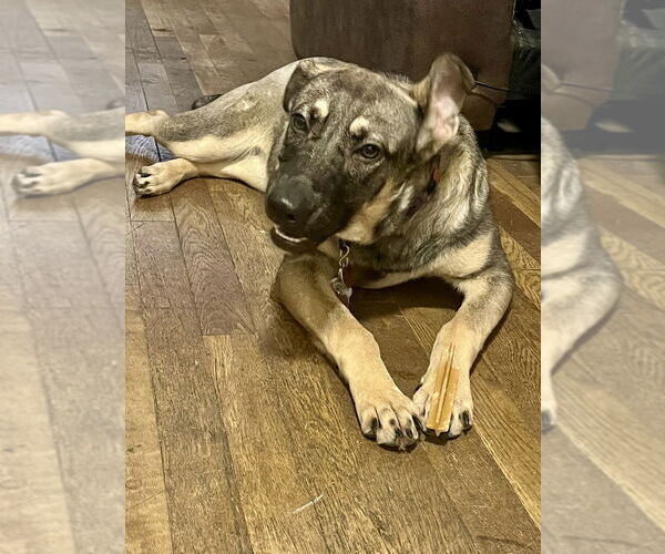 Medium Photo #19 German Shepherd Dog-Unknown Mix Puppy For Sale in Brewster, NY, USA