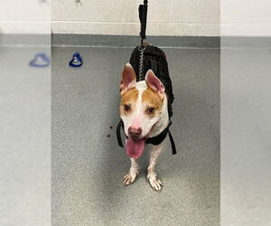 Basset Hound-Unknown Mix Dogs for adoption in West Palm Beach, FL, USA