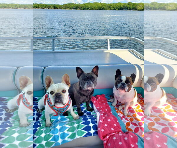 Medium Photo #12 French Bulldog Puppy For Sale in St. Louis Park, MN, USA