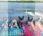 Small #11 French Bulldog