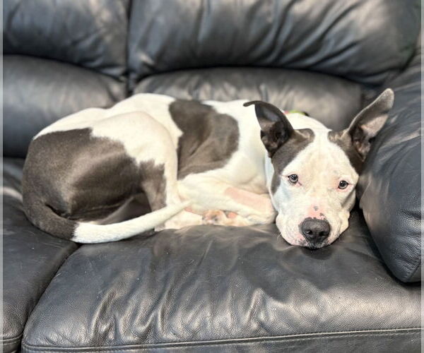 Medium Photo #4 American Pit Bull Terrier Puppy For Sale in Spring Lake, NJ, USA