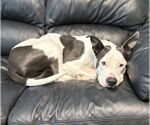 Small #3 American Pit Bull Terrier