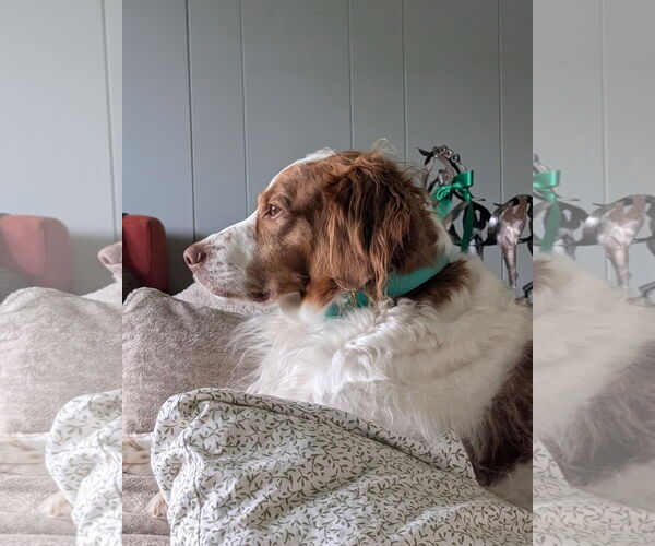 Medium Photo #4 Brittany Puppy For Sale in Curwensville, PA, USA