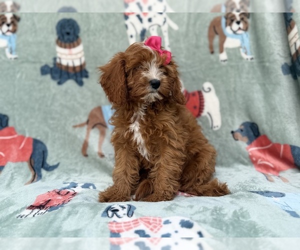 Medium Photo #4 Cavapoo (Miniature) Puppy For Sale in LAKELAND, FL, USA