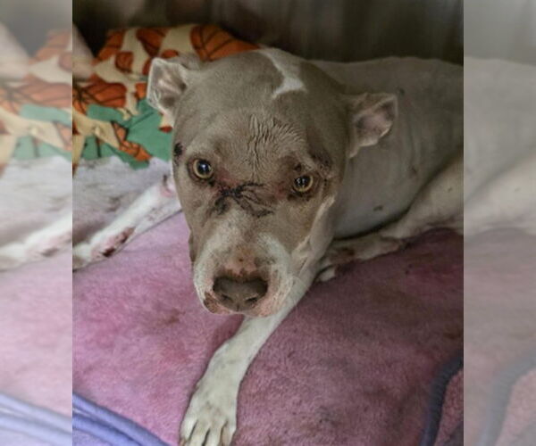 Medium Photo #1 Mutt Puppy For Sale in Martinez, CA, USA