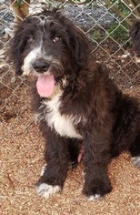 Aussiedoodle Puppy for sale in DOWELLTOWN, TN, USA