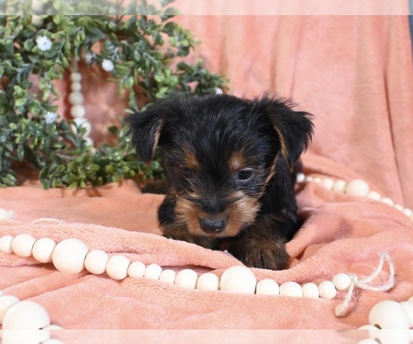 Medium Photo #2 Yorkshire Terrier Puppy For Sale in BALTIC, OH, USA