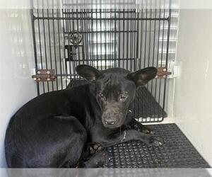 American Pit Bull Terrier-Unknown Mix Dogs for adoption in Pasadena, CA, USA