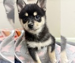 Puppy Eloise Pomsky-Shiba Inu Mix