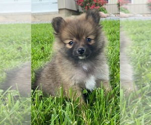 Pomeranian Puppy for sale in CANOGA, NY, USA