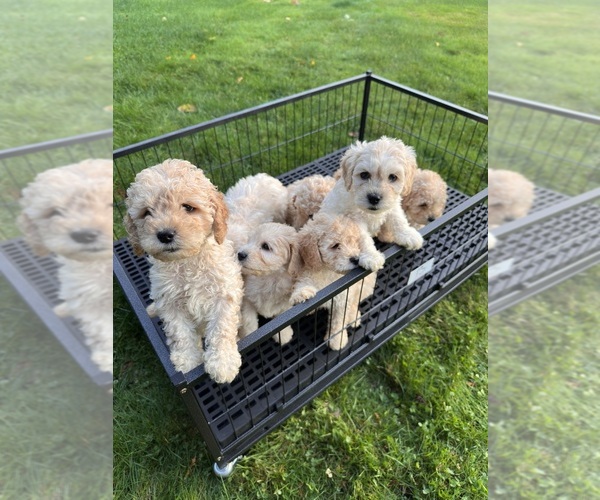 Medium Photo #2 Cockapoo (Miniature) Puppy For Sale in BUCKLEY, WA, USA