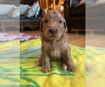 Puppy Kumbaya Goldendoodle