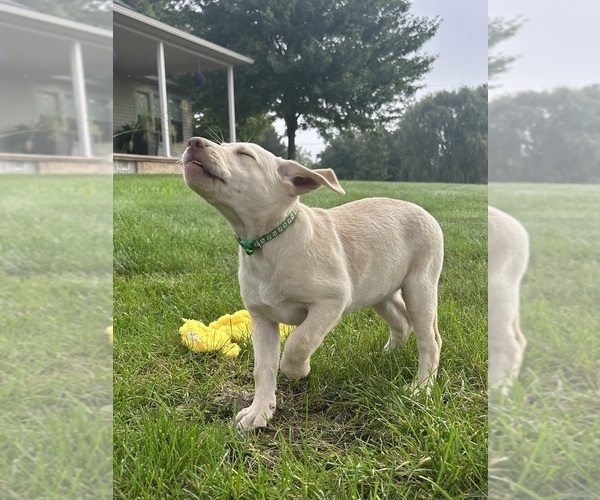 Medium Photo #13 Labrador Retriever Puppy For Sale in FREDERICKSBG, OH, USA