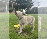 Oakley - Female Labrador Retriever Puppy for Sale - Photo #13