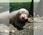 Puppy Silver Girl Labrador Retriever