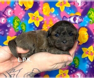 ShihPoo Puppy for sale in WINNSBORO, LA, USA