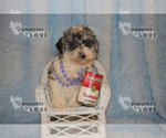 Small Photo #7 Aussiedoodle-Poodle (Toy) Mix Puppy For Sale in SANGER, TX, USA