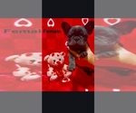 Small #5 French Bulldog