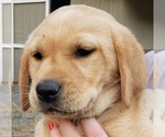 Puppy Fox red female Labrador Retriever