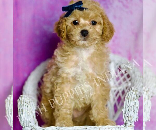 Medium Photo #123 Poodle (Miniature) Puppy For Sale in WARSAW, IN, USA