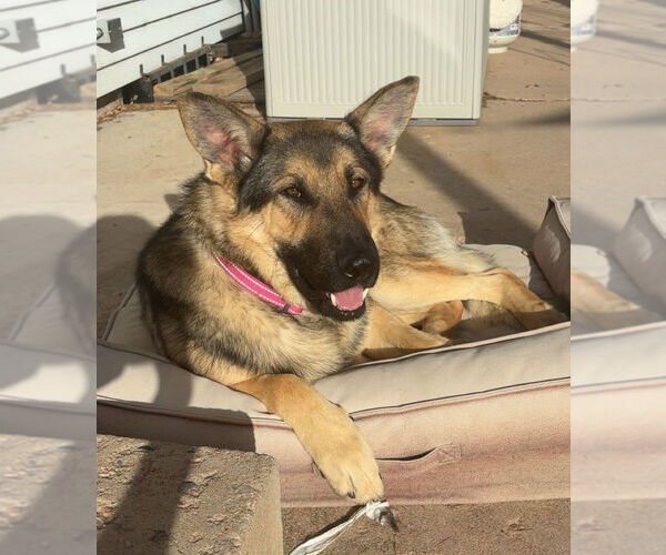 Medium Photo #2 German Shepherd Dog Puppy For Sale in Winter Park, CO, USA