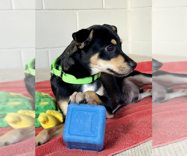 Medium Photo #3 Chihuahua-Unknown Mix Puppy For Sale in San Leon, TX, USA