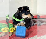 Small #2 Chihuahua Mix