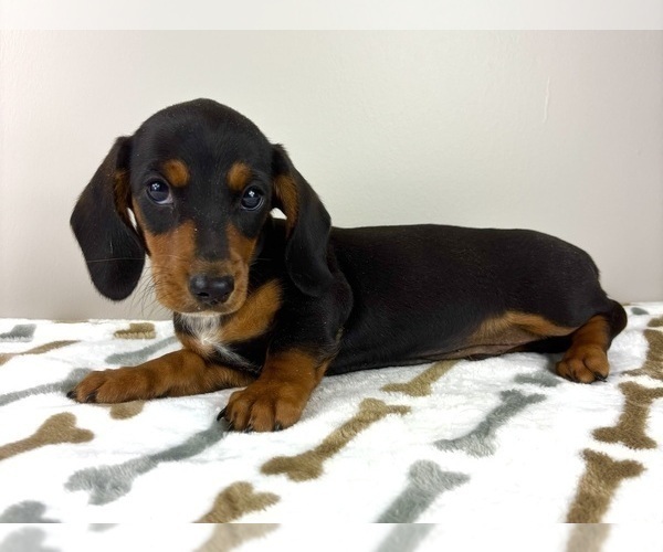 Medium Photo #3 Dachshund Puppy For Sale in INDIANAPOLIS, IN, USA