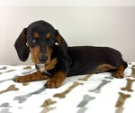 Small #2 Dachshund