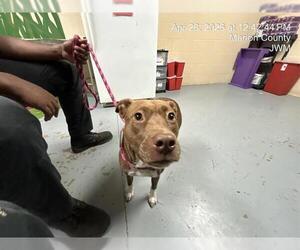 American Pit Bull Terrier-Unknown Mix Dogs for adoption in Ocala, FL, USA