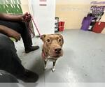 Small American Pit Bull Terrier Mix