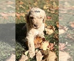 Puppy 6 Poodle (Standard)