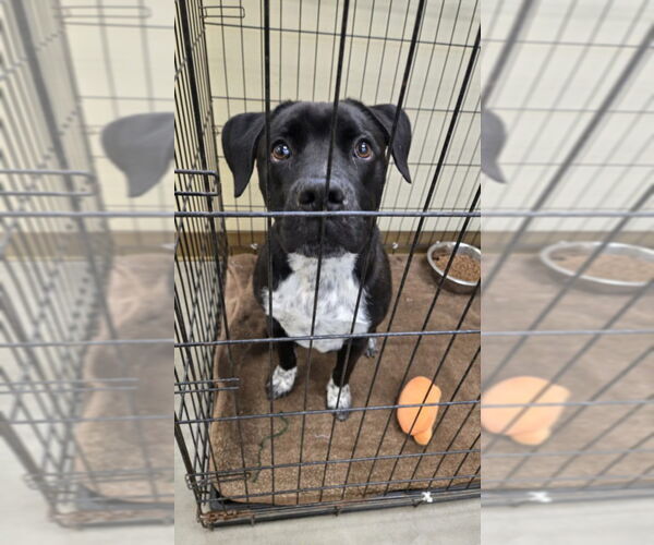 Medium Photo #1 Mutt Puppy For Sale in Texas City, TX, USA