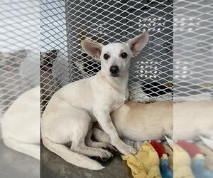 Chihuahua Dogs for adoption in Bakersfield, CA, USA