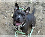 Small American Pit Bull Terrier Mix