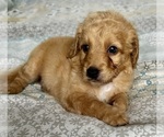 Small Photo #10 Goldendoodle (Miniature) Puppy For Sale in PENSACOLA, FL, USA
