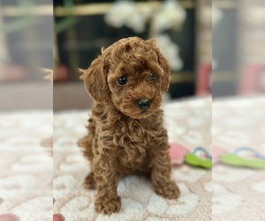 Poodle (Toy) Puppy for sale in SACRAMENTO, CA, USA