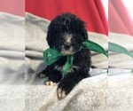 Small Photo #3 Sheepadoodle Puppy For Sale in WAVERLY, IA, USA