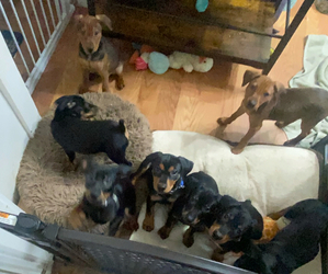 German Pinscher Litter for sale in PITTSBURGH, PA, USA